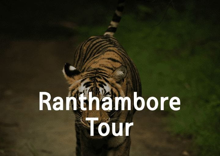 Discover Rajasthan’s Wildlife Wonders with Ranthambore Tour Packages and More!