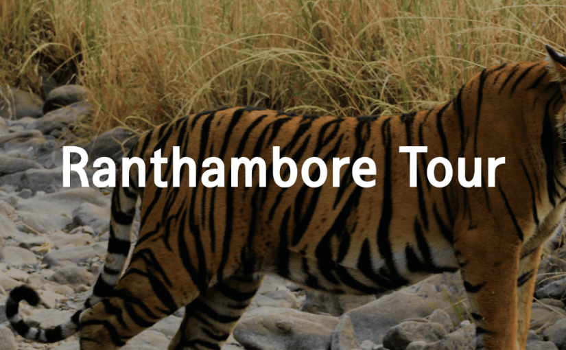 Ranthambore tour packages