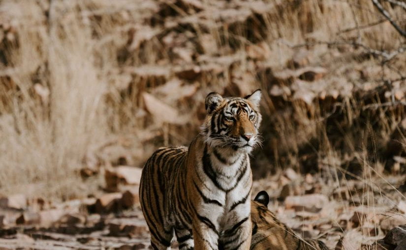 Exploring the Wilderness: Ranthambore Tour Packages the Enchanting Land of Rajasthan